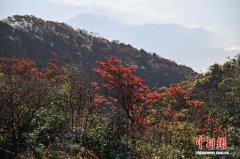 广西田林岑王老山冬日层林尽